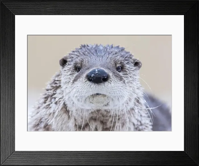 Framed Print : American river otter (Lontra canadensis) in winter Framed Print : American river otter (Lontra canadensis) in winter