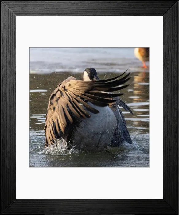 Framed Print : Canada Goose (Branta canadensis) on a river flapping its wings Framed Print : Canada Goose (Branta canadensis) on a river flapping its wings