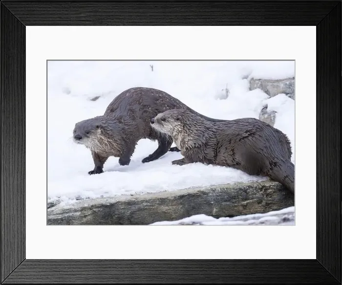 Framed Print : American river otter (Lontra canadensis) in winter Framed Print : American river otter (Lontra canadensis) in winter