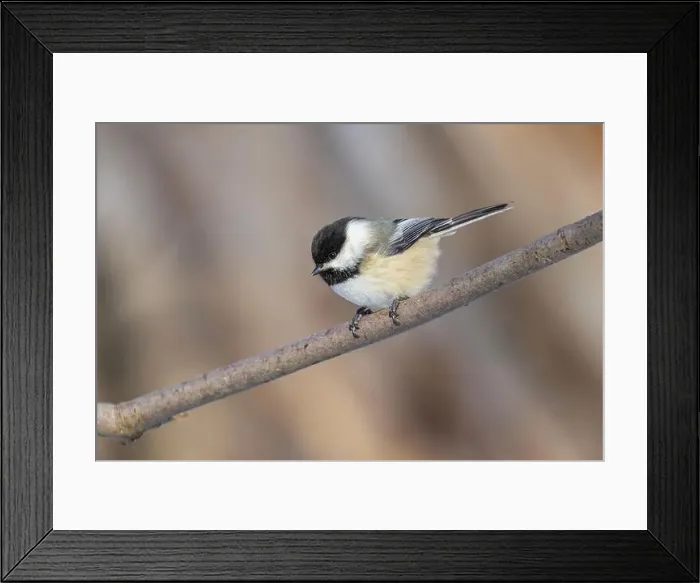 Framed Print : black-capped chickadee (Poecile atricapillus) in winter Framed Print : black-capped chickadee (Poecile atricapillus) in winter