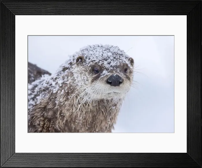 Framed Print : American river otter (Lontra canadensis) in winter Framed Print : American river otter (Lontra canadensis) in winter