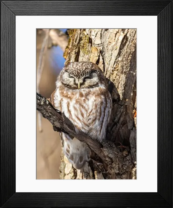 Framed Print : A close-up of Boreal owl (Aegolius funereus) or Tengmalm's owl in winter Framed Print : A close-up of Boreal owl (Aegolius funereus) or Tengmalm's owl in winter