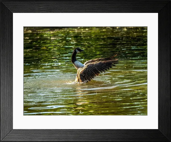 Framed Print : Canada Goose Beating Its Wings Over Reflective Water Framed Print : Canada Goose Beating Its Wings Over Reflective Water