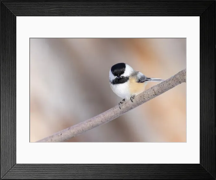 Framed Print : black-capped chickadee (Poecile atricapillus) in winter Framed Print : black-capped chickadee (Poecile atricapillus) in winter