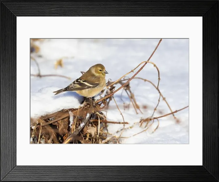 Framed Print : American goldfinch (Spinus tristis) in winter