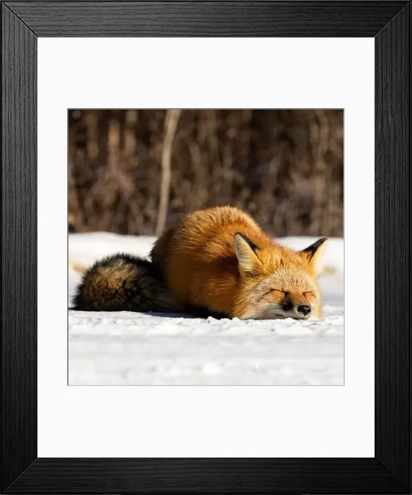 Framed Print : A peaceful Red fox (Vulpes vulpes) sleeping in the snowy forest of Northern Canada Framed Print : A peaceful Red fox (Vulpes vulpes) sleeping in the snowy forest of Northern Canada