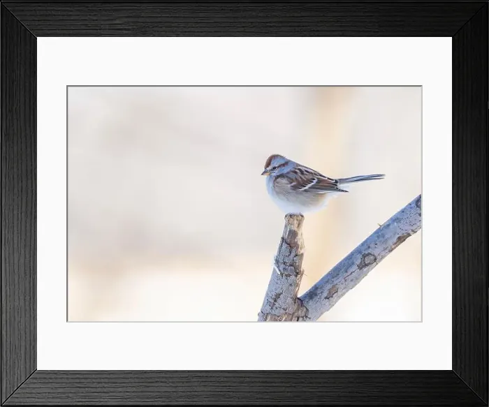 Framed Print : American tree sparrow (Spizelloides arborea) Framed Print : American tree sparrow (Spizelloides arborea)