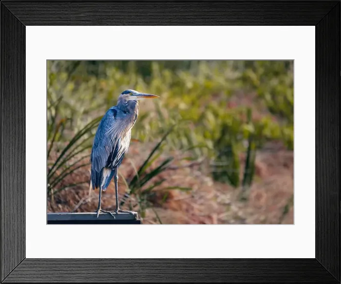 Framed Print : A great blue heron gracfully stands on the deck by the lake and hunts for his next meal Framed Print : A great blue heron gracfully stands on the deck by the lake and hunts for his next meal