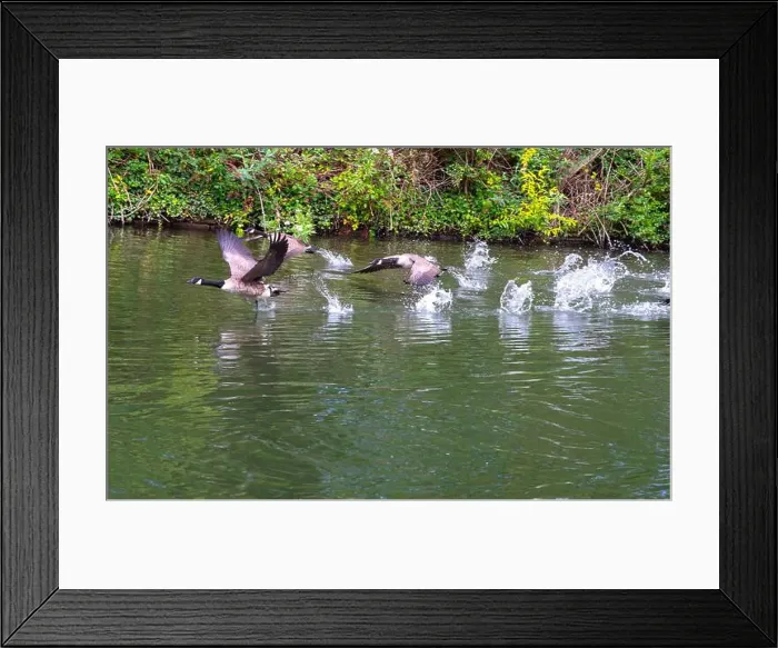 Framed Print : Canada geese on and taking off from river Thames at Windsor Framed Print : Canada geese on and taking off from river Thames at Windsor
