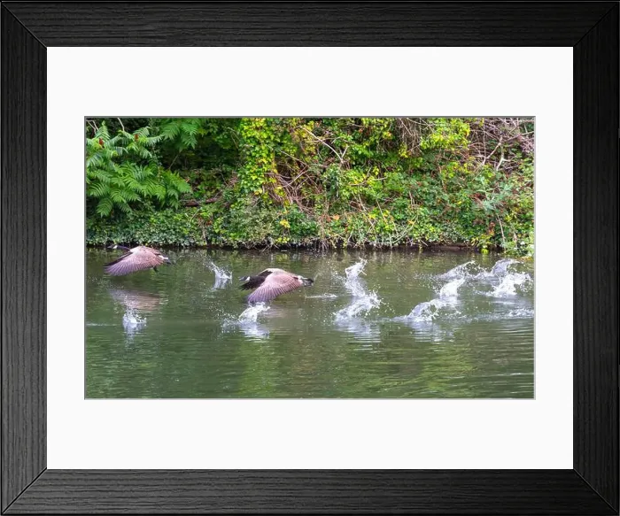 Framed Print : Canada geese on and taking off from river Thames at Windsor Framed Print : Canada geese on and taking off from river Thames at Windsor