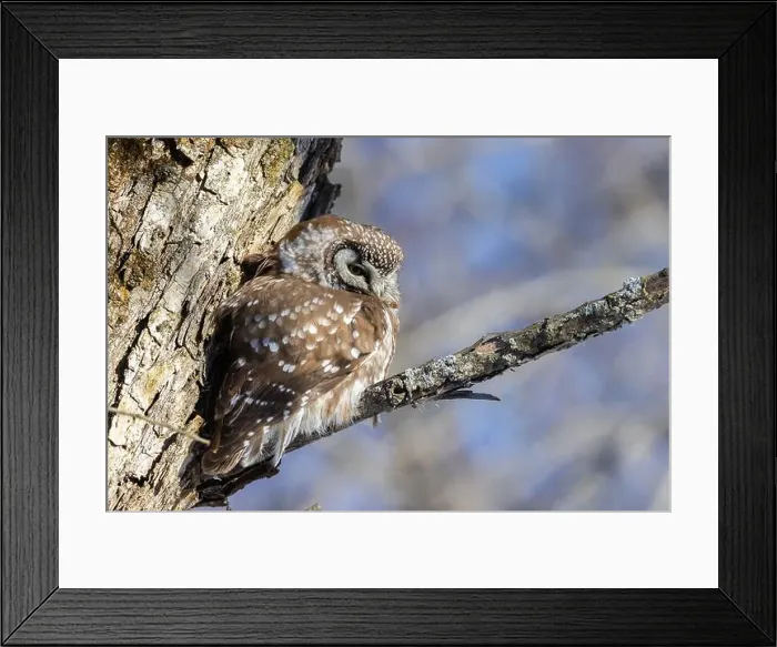 Framed Print : A close-up of Boreal owl (Aegolius funereus) or Tengmalm's owl in winter
