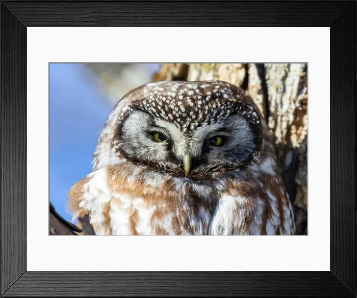 Framed Print : A close-up of Boreal owl (Aegolius funereus) or Tengmalm's owl in winter