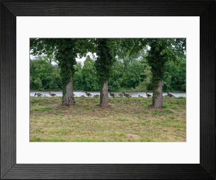 Framed Print : Many Canada geese ( Branta canadensis ) on a green meadow near the river bank Framed Print : Many Canada geese ( Branta canadensis ) on a green meadow near the river bank