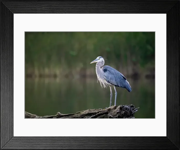 Framed Print : A serene great blue heron rests gracefully on a floating wood Framed Print : A serene great blue heron rests gracefully on a floating wood