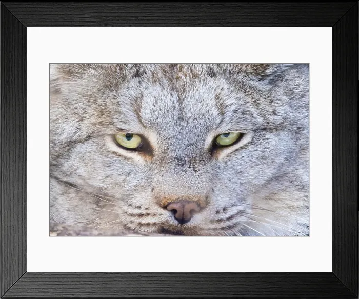 Framed Print : Canada lynx (Lynx canadensis) or Canadian lynx portrait Framed Print : Canada lynx (Lynx canadensis) or Canadian lynx portrait