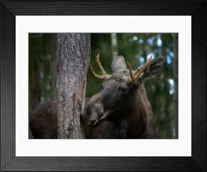 Framed Print : European moose, (Alces alces), Markaryd Framed Print : European moose, (Alces alces), Markaryd