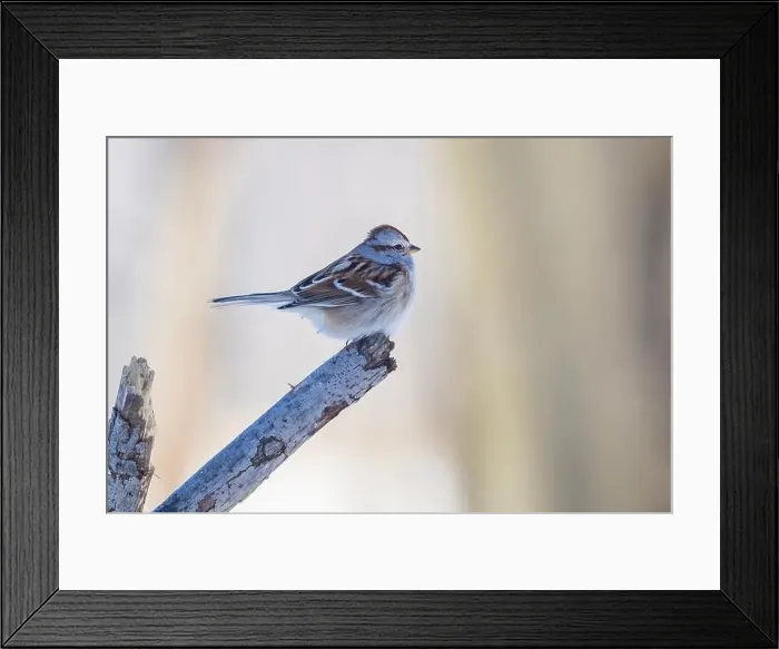 Framed Print : American tree sparrow (Spizelloides arborea)
