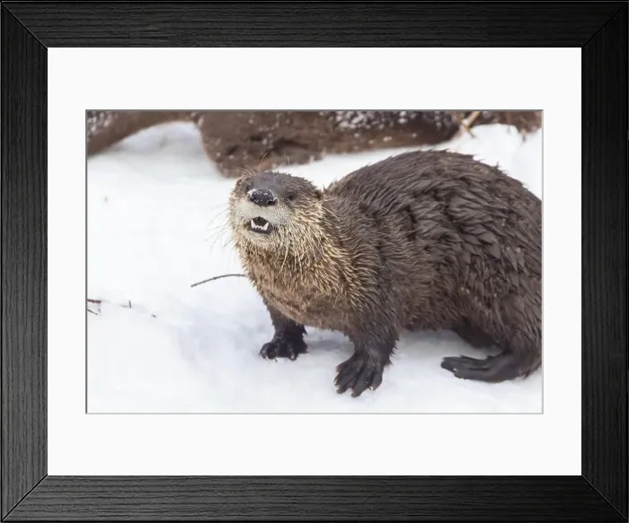 Framed Print : American river otter (Lontra canadensis) in winter Framed Print : American river otter (Lontra canadensis) in winter