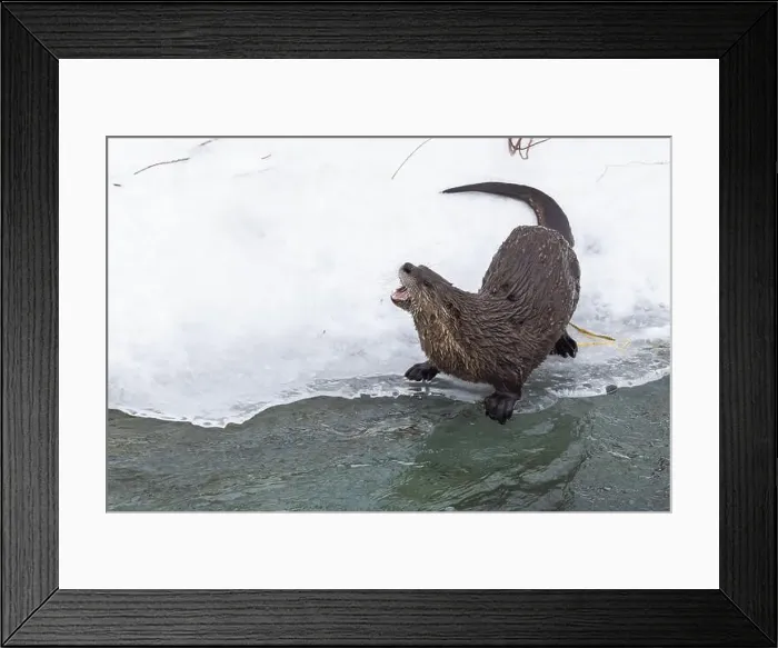 Framed Print : American river otter (Lontra canadensis) in winter Framed Print : American river otter (Lontra canadensis) in winter