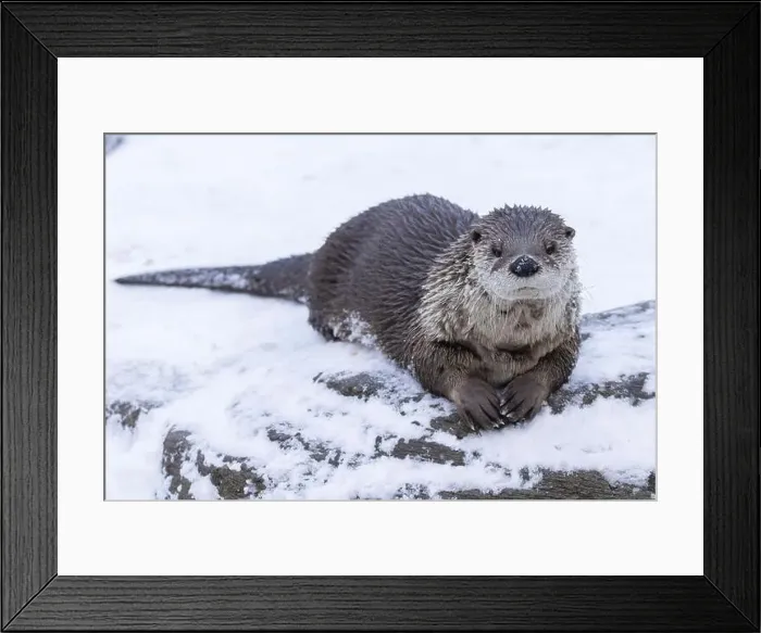 Framed Print : American river otter (Lontra canadensis) in winter Framed Print : American river otter (Lontra canadensis) in winter