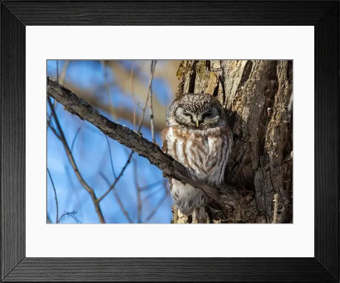 Framed Print : A close-up of Boreal owl (Aegolius funereus) or Tengmalm's owl in winter