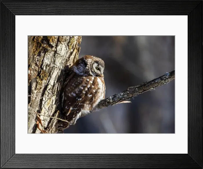 Framed Print : A close-up of Boreal owl (Aegolius funereus) or Tengmalm's owl in winter Framed Print : A close-up of Boreal owl (Aegolius funereus) or Tengmalm's owl in winter