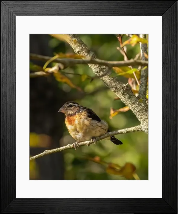 Framed Print : Female Rose-breasted Grosbeak in a tree Framed Print : Female Rose-breasted Grosbeak in a tree