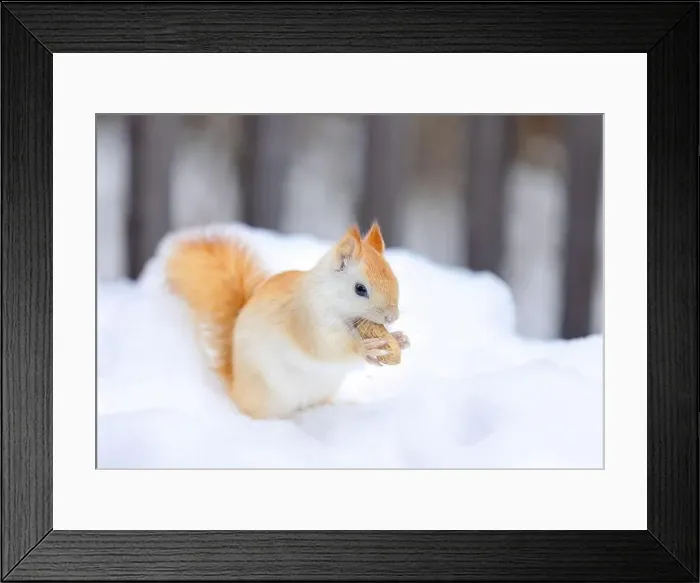 Framed Print : White squirrel (leucistic red squirrel) standing in the snow eating a peanut on a cold winter morning in Canada