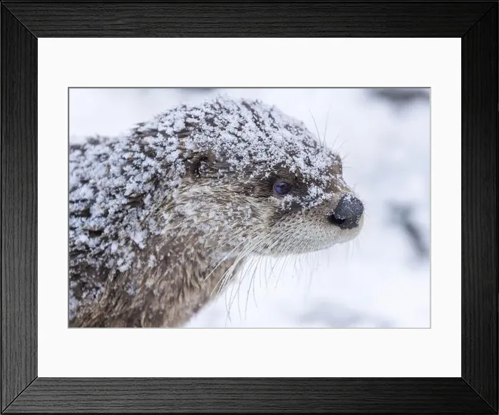 Framed Print : American river otter (Lontra canadensis) in winter Framed Print : American river otter (Lontra canadensis) in winter