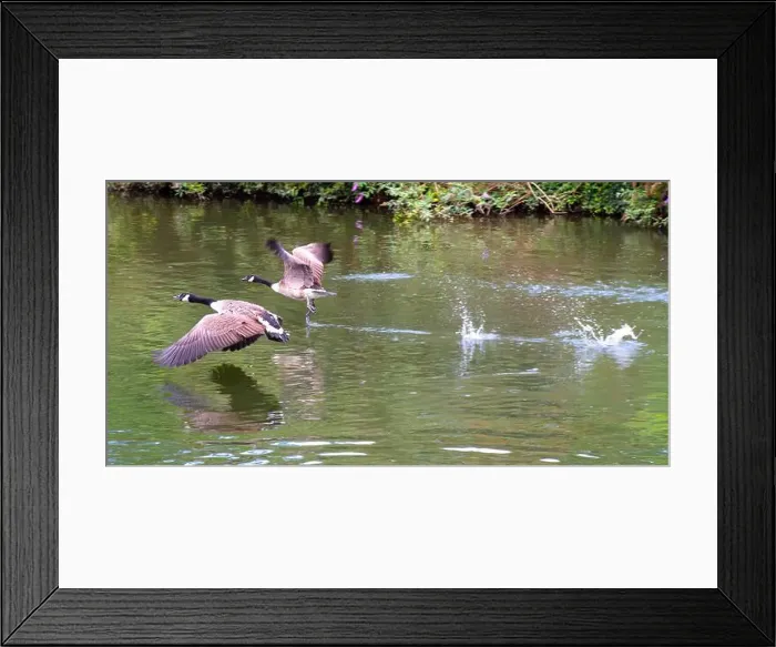Framed Print : Canada geese on and taking off from river Thames at Windsor Framed Print : Canada geese on and taking off from river Thames at Windsor