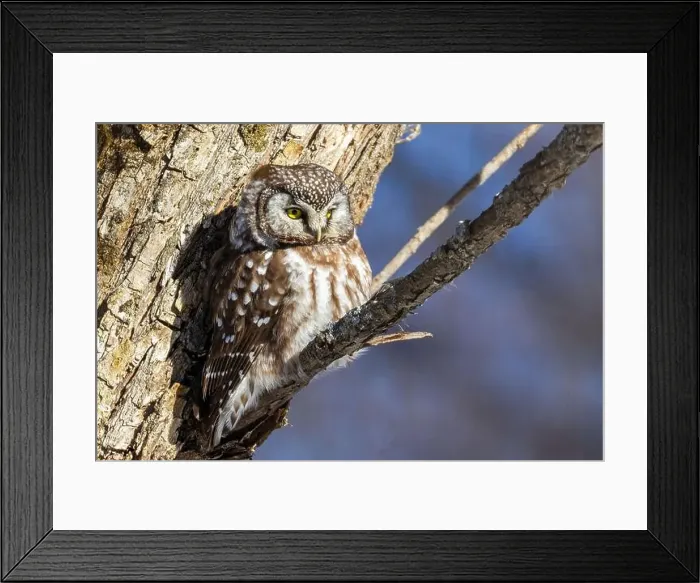 Framed Print : A close-up of Boreal owl (Aegolius funereus) or Tengmalm's owl in winter Framed Print : A close-up of Boreal owl (Aegolius funereus) or Tengmalm's owl in winter