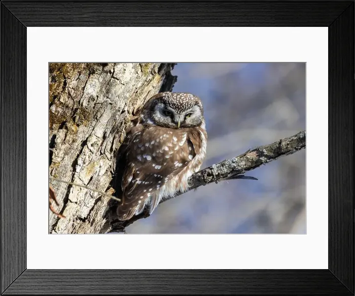 Framed Print : A close-up of Boreal owl (Aegolius funereus) or Tengmalm's owl in winter Framed Print : A close-up of Boreal owl (Aegolius funereus) or Tengmalm's owl in winter