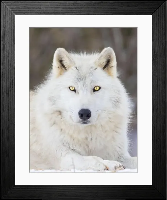 Framed Print : Portrait of timber wolf in Canadian winter Framed Print : Portrait of timber wolf in Canadian winter