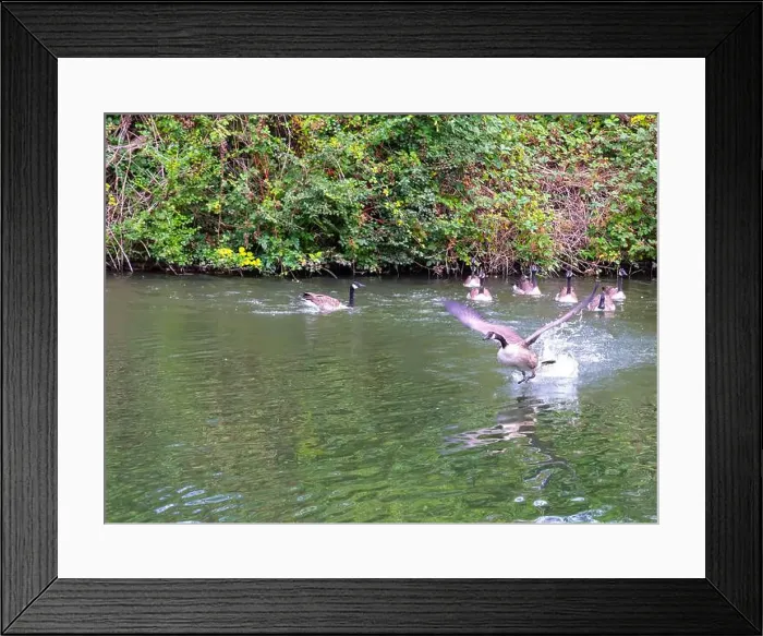Framed Print : Canada geese on and taking off from river Thames at Windsor Framed Print : Canada geese on and taking off from river Thames at Windsor