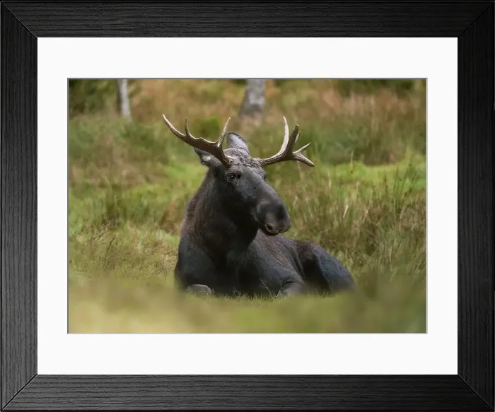 Framed Print : European moose, (Alces alces), Markaryd Framed Print : European moose, (Alces alces), Markaryd