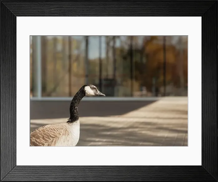 Framed Print : Canadian goose head in focus at park Framed Print : Canadian goose head in focus at park