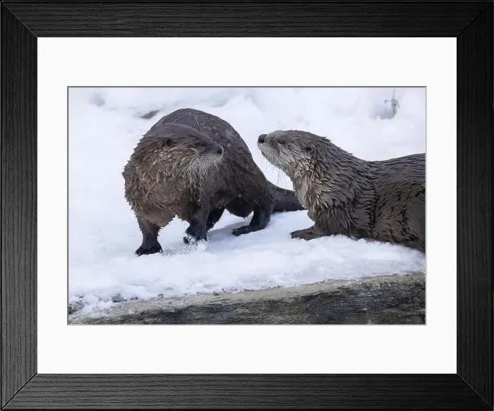 Framed Print : American river otter (Lontra canadensis) in winter Framed Print : American river otter (Lontra canadensis) in winter
