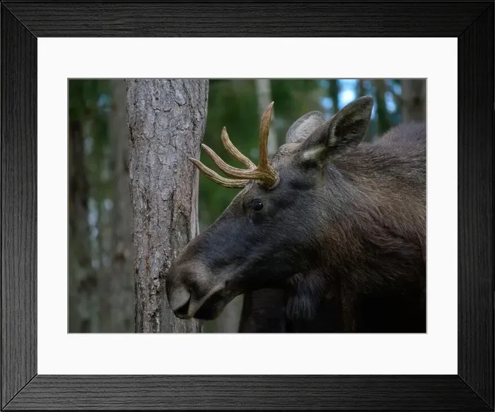 Framed Print : European moose, (Alces alces), Markaryd Framed Print : European moose, (Alces alces), Markaryd