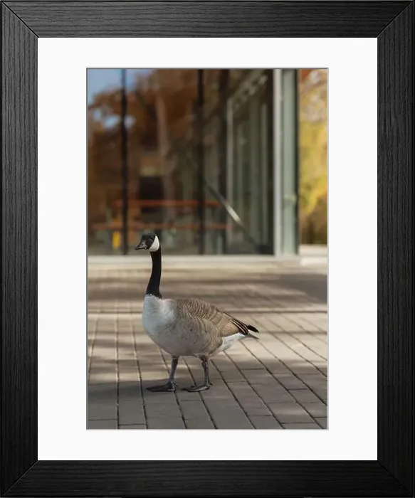 Framed Print : Peaceful goose in seasonal fall park Framed Print : Peaceful goose in seasonal fall park