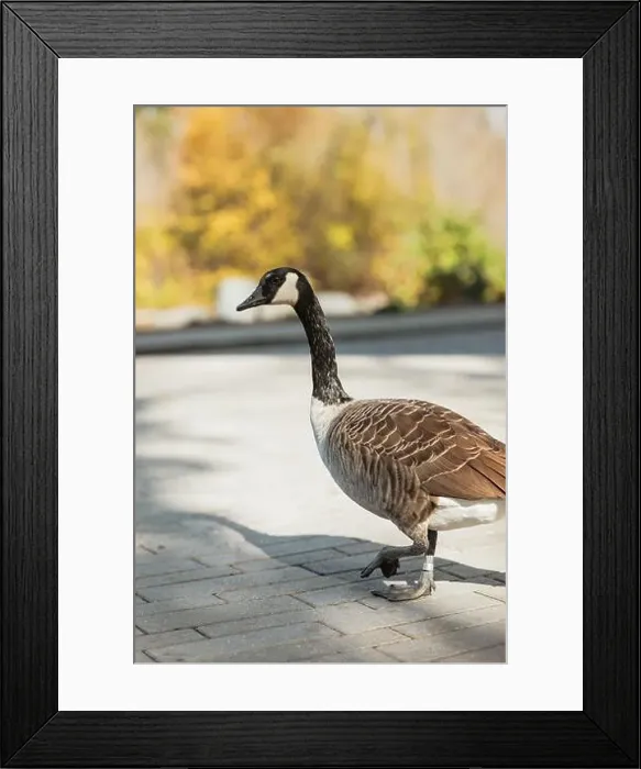 Framed Print : Canadian goose in autumn park Framed Print : Canadian goose in autumn park
