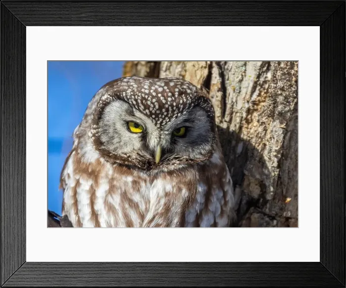 Framed Print : A close-up of Boreal owl (Aegolius funereus) or Tengmalm's owl in winter Framed Print : A close-up of Boreal owl (Aegolius funereus) or Tengmalm's owl in winter