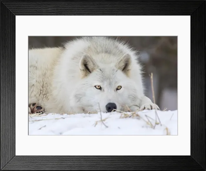 Framed Print : Portrait of timber wolf in Canadian winter Framed Print : Portrait of timber wolf in Canadian winter