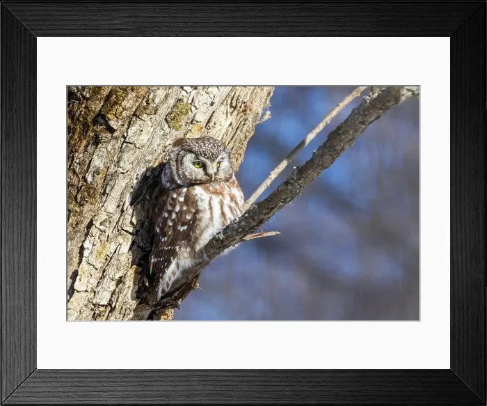 Framed Print : A close-up of Boreal owl (Aegolius funereus) or Tengmalm's owl in winter