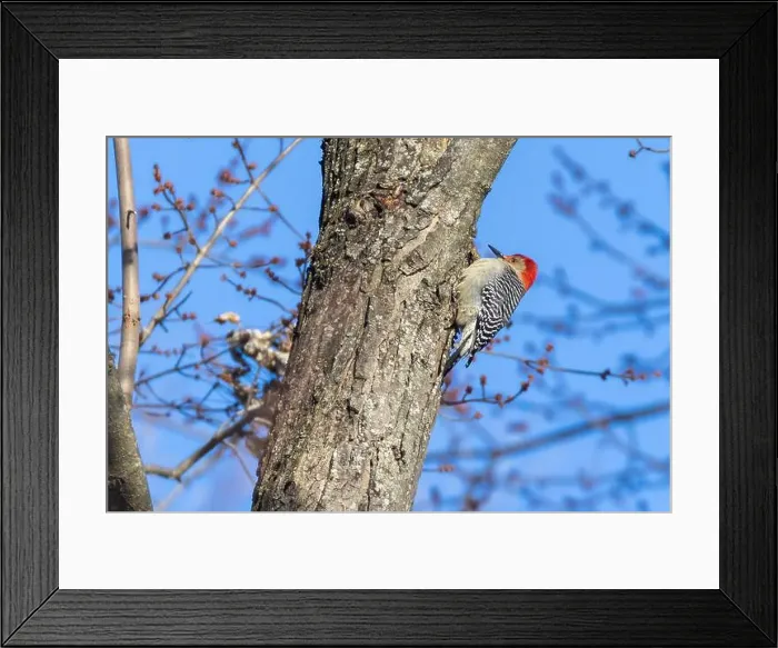 Framed Print : The red-bellied woodpecker (Melanerpes carolinus) Framed Print : The red-bellied woodpecker (Melanerpes carolinus)