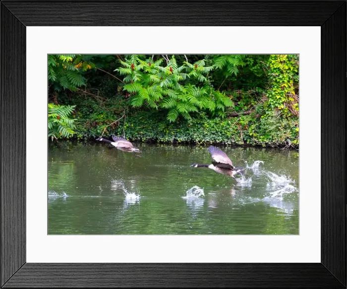 Framed Print : Canada geese on and taking off from river Thames at Windsor Framed Print : Canada geese on and taking off from river Thames at Windsor