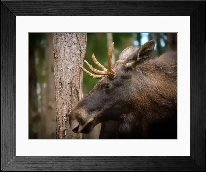 Framed Print : European moose, (Alces alces), Markaryd Framed Print : European moose, (Alces alces), Markaryd