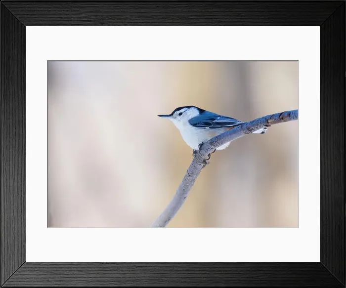Framed Print : white-breasted nuthatch (Sitta carolinensis) Framed Print : white-breasted nuthatch (Sitta carolinensis)