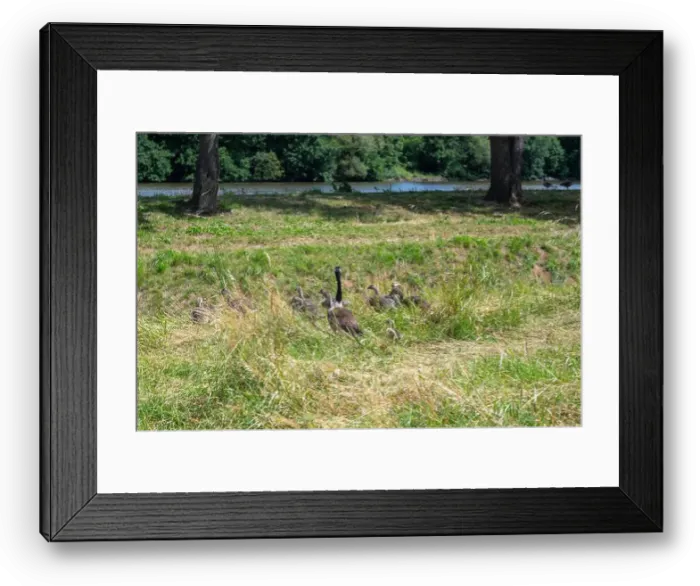 Framed Print : Some Canada geese ( Branta canadensis ) and their chicks almost hidden in the tall grass in a meadow on the river bank Framed Print : Some Canada geese ( Branta canadensis ) and their chicks almost hidden in the tall grass in a meadow on the river bank
