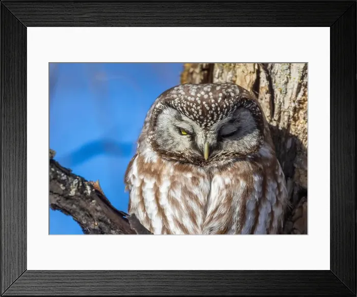 Framed Print : A close-up of Boreal owl (Aegolius funereus) or Tengmalm's owl in winter
