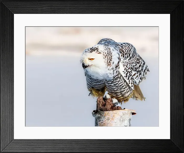 Framed Print : Snowy owl (Bubo scandiacus) perching on a pole on a cold winter morning, Southern Ontario Framed Print : Snowy owl (Bubo scandiacus) perching on a pole on a cold winter morning, Southern Ontario
